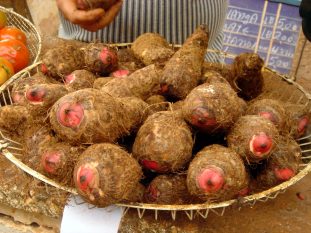 Malanga, Ciego de Avila